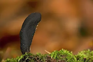 Xylaria: Dead man's fingers, in beech woodland