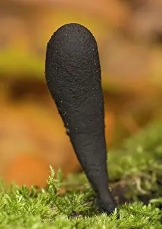Xylaria: Dead man's fingers, in beech woodland