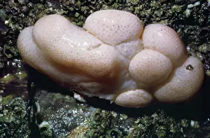 Polyps: Dead Mans Fingers - soft coral