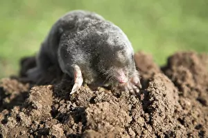 Carcass: Dead mole on pile of soil, Suffolk, England, UK