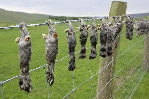 Hung: Dead moles hung on barbed wire fence