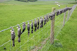 Hung: Dead moles hung on barbed wire fence