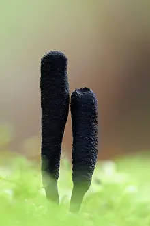 Xylaria: Dead Moll's fingers