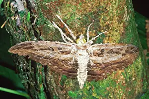 Creepy: Dead Moth