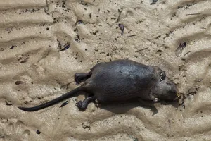 Ondatra: Dead Muskrat on gulf beach