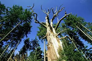 Sababurg: Dead Oak Tree - Sababurg forest, Reinhards forest