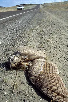 Roadkill: Dead Owl