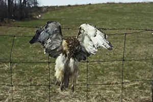 Killed: Dead Red-tailed Hawk