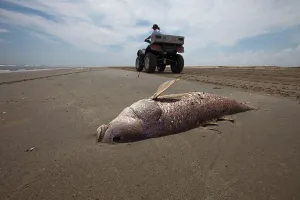 Ocellatus: Dead Redfish on Louisiana Beach