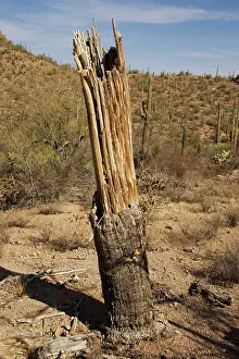 Saguaros: Dead Saguara Cactus - in Saguaro National Park
