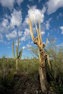 Ribs: Dead Saguaro Cactus - showing ribs that support the cactus