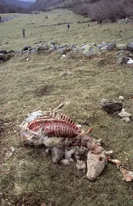 Killed: Dead sheep and monitoring team of the Pyrenees Bear