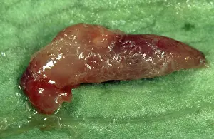 Tissue: Dead slug exuding parasitic nematodes