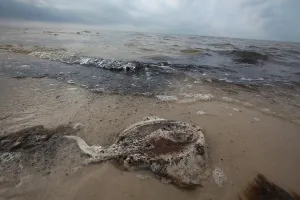Mississippi: Dead Stingray on Gulf Beach