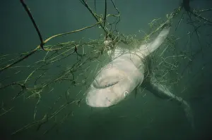 Galeocerdo: Dead Tiger Shark