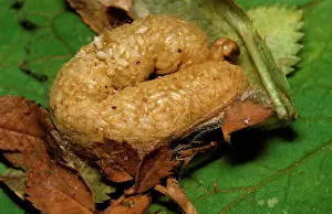 Emerge: Dead Tobacco looper moth larva - parasitised by