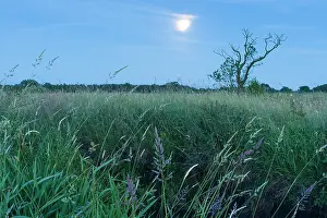 Moonlight: Dead tree at the bank of a stream at dusk with moon