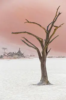 Deadwood: Dead tree in Deadvlei, Sossusvlei, Namibia, Africa
