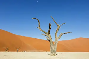 Deadwood: Dead tree in Deadvlei, Sossusvlei, Namibia, Africa