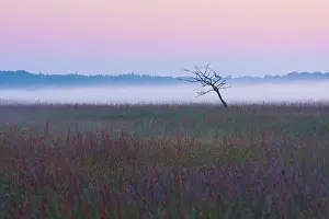 Drentsche: Dead tree in a meadowfield in the mist at sunrise