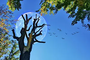 Mercury: Dead tree with Mercury and flock of birds, fantasy