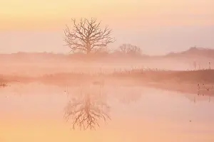 Flooded: Dead tree reflected in the water of the flooded