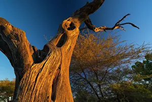 Solitaire: Dead tree, Solitaire, Namib Naukluft National Park
