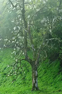Creepy: Dead Tree with spider webs