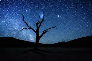 Starry: Dead tree in front of starry sky with Milky Way