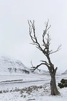 100119: Dead tree at Strathdearn valley in the Highlands