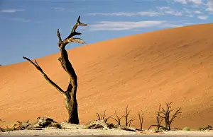 Vlei: Dead Trees In Dead Vlei - Dead trees with red dunes