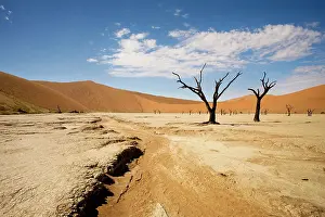 Vlei: Dead Trees In Dead Vlei - Dead trees with red dunes