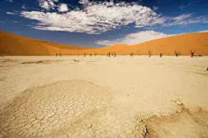 Vlei: Dead Trees In Dead Vlei - Dead trees with red dunes
