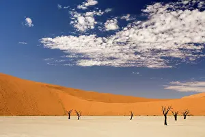 Vlei: Dead Trees In Dead Vlei - Dead trees with red dunes