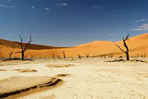 Vlei: Dead Trees In Dead Vlei - Dead trees with red dunes
