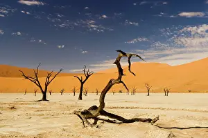 Vlei: Dead Trees In Dead Vlei - Dead trees with red dunes