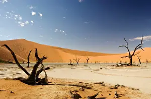Vlei: Dead Trees In Dead Vlei - Dead trees with red dunes