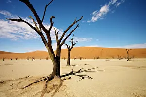 Casting: Dead Trees In Dead Vlei - wide angle image of a