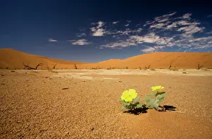 Vlei: Dead Trees In Dead Vlei - Yellow blooms in the
