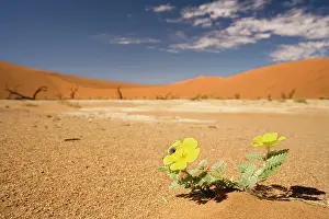 Vlei: Dead Trees In Dead Vlei - Yellow flowers blooms