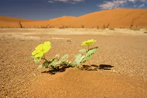 Vlei: Dead Trees In Dead Vlei - Yellow flowers blooms