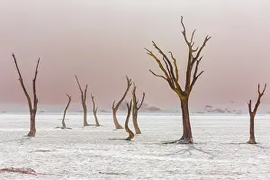 Deadwood: Dead trees in Deadvlei, Sossusvlei, Namibia, Africa