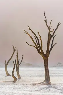 Deadwood: Dead trees in Deadvlei, Sossusvlei, Namibia, Africa