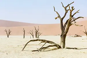 Deadwood: Dead trees in Deadvlei, Sossusvlei, Namibia, Africa