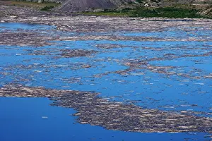 1980: Dead Trees killed in 1980 eruption on Spirit Lake