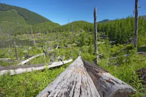 Regrowth: Dead Trees killed by volcanic eruption