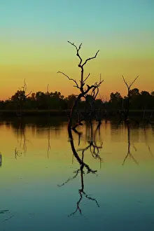 Kimberley: Dead trees reflected in Lily Creek Lagoon