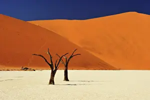 Naukluft: Dead trees in the salt pan, Sossusvlei, Namib Naukluft