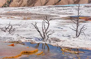 Mammoth: Dead trees on sinter terraces, hot springs, orange