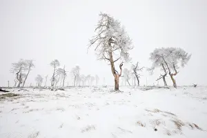 Peat: Dead trees in snowy landscape, Belgium, LiA ge